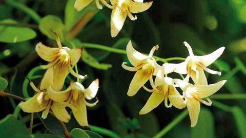 Stauntonia hexaphylla, issue des collections de Cédric Basset. ©Pépinière Aoba